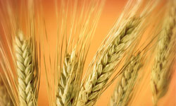 افزایش تولید گندم در ایلام پیگیری می‌شود